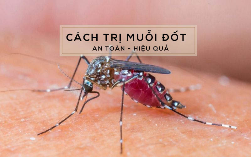 LÀM THẾ NÀO KHI ĐÃ BỊ MUỖI ĐỐT